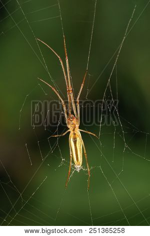 Bottom View For Amber Leggy Spider Knitter (lat. Tetragnatha)