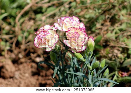 Carnation Or Clove Pink Or Dianthus Caryophyllus Small Herbaceous Perennial Pink And White Flowers W