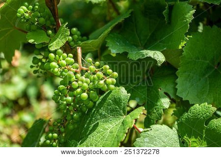 Close Up View Of Vitis Vinifera Vitaceae Vine Grapes In Summer