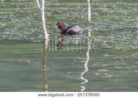 Tachybaptus Ruficollis, Grebe Duck Eating Dragonfly