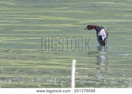 Tachybaptus Ruficollis, Grebe Duck On Lake