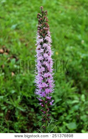 Dense Blazing Star Or Liatris Spicata Or Prairie Gay Feather Herbaceous Perennial Flowering Plant Wi