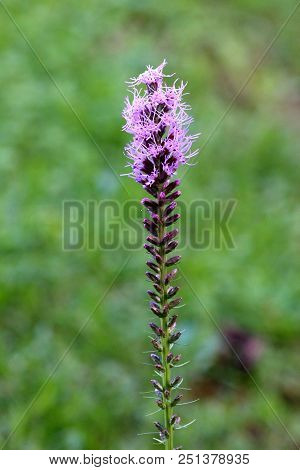 Dense Blazing Star Or Liatris Spicata Or Prairie Gay Feather Herbaceous Perennial Flowering Plant Wi
