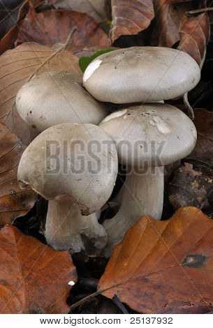 흐리게 Agaric 균 류