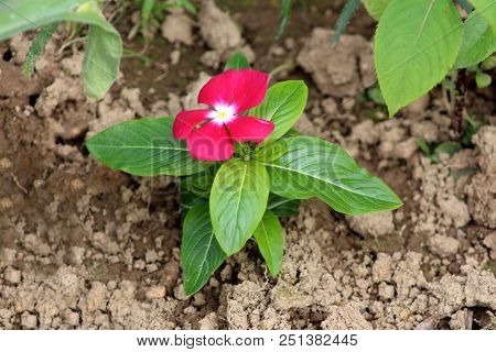 Madagascar Periwinkle Or Catharanthus Roseus Or Rose Periwinkle Or Rosy Periwinkle Bright Red Flower