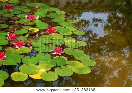 Pond With Water Lily Flower From The Nymphaeceae Family