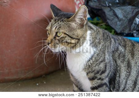 Brown Brindle Pattern Cat Sit And Gazing Something