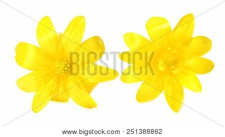 Forsythia Oleaceae Flowers Blossoms Isolated On White Background