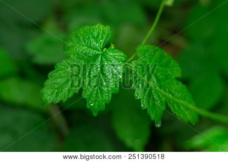 Poison Ivy Plant Garden Nature Natural Spring