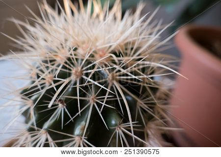 Detail Of A Cactus Home Plant