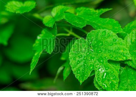 Poison Ivy Plant Garden Nature Natural Spring