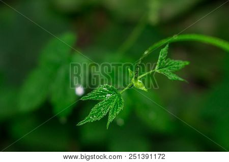 Poison Ivy Plant Garden Nature Natural Spring