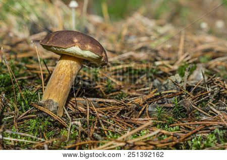 Boletus And Pudding Next To Each Other