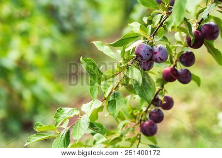 Close Up Ripe Fruit Of Cherry Plum On Branch In Garden. Vegetarian Healthy Summer Food Concept