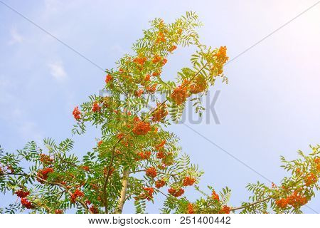 Rowan Growing On A Tree, Useful Berry For Health, Red Ashberry As A Medicine