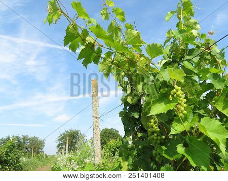Vineyard With White Grape On Blue Sky Background. Ripening Bunches Of Grapes In Summer, Winemaking C