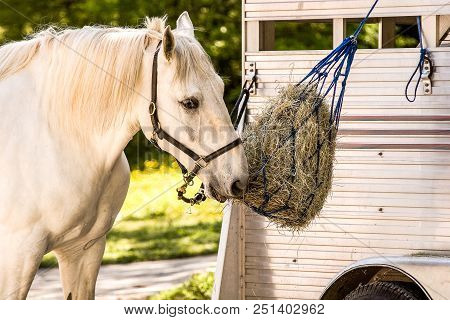 A White Horse Eating Of Of A Feedbag Hanging From A Trailer