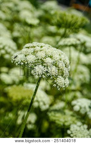 Rare Wild Carrot Plant In Summer With White Flower Bud