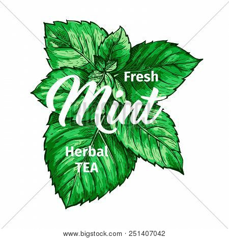 Herbal Tea With Fresh Mint Logo Template. Isolated Hand Drawn Marker Painting Label With Peppermint.