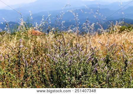 Wild, Mountain Mint (mentha Longifolia) Grows In A Mountainous Area On A Meadow On A Sunny, Summer D