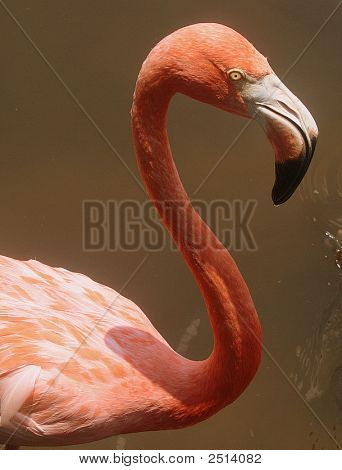 Flamingo