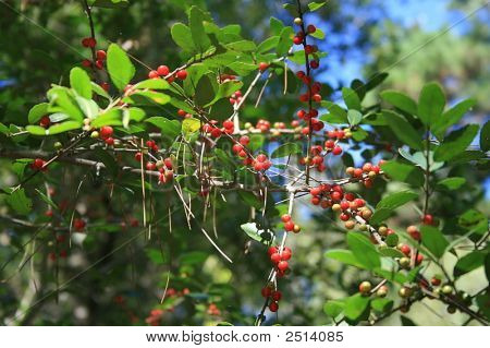 Holly Berry