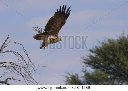 Aquila reale In volo