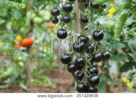 Black Tomatoes On A Branch In The Garden. Indigo Rose Tomato .