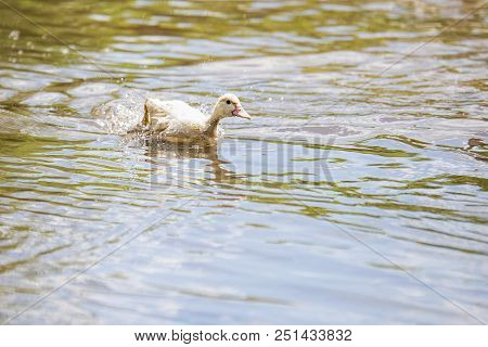 Little Indoda Quickly Floating Down The River On A Bright Sunny Summer Day