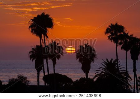 Sunset Through Palm Trees Over Lajolla Beach, California.  The Sun Is A Full, Round Ball Behind Slic