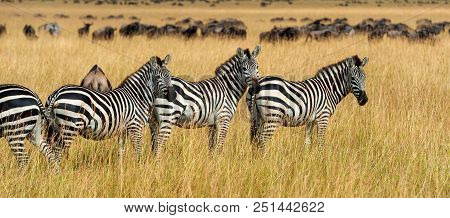 Zebra On Grassland In Africa, National Park Of Kenya