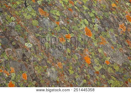 Moss On Stone, Colorful Natural Backgroung, Svartisen, Nord Norway