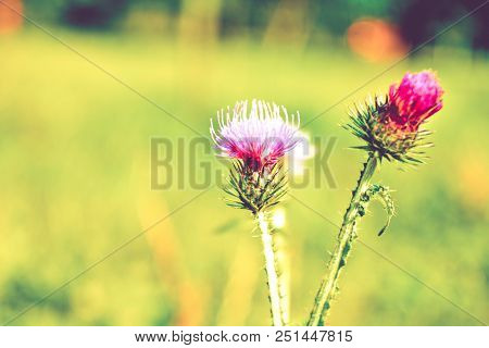 Beautiful Flower Of Purple Thistle. Close-up Pink Flowers Of Burdock Thorny Flower. Flowering Thistl