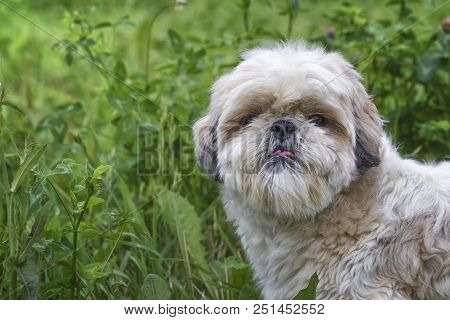 The Portrait Of Cute Shitzu Pet Dog Outside