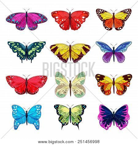 Butterfly Vector Colorful Insect Flying For Decoration And Beautiful Butterflies Wings Fly In Spring
