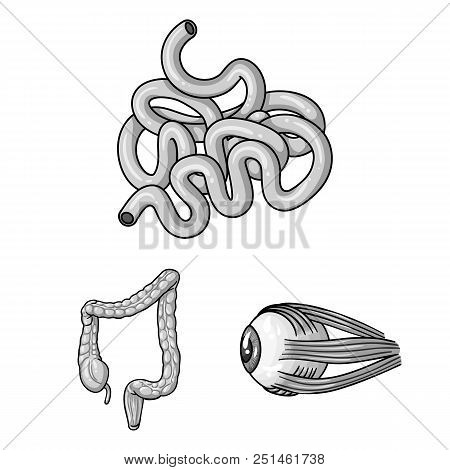Human Organs Monochrome Icons In Set Collection For Design. Anatomy And Internal Organs Vector Symbo