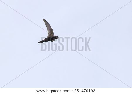 Common Swift (apus Apus)