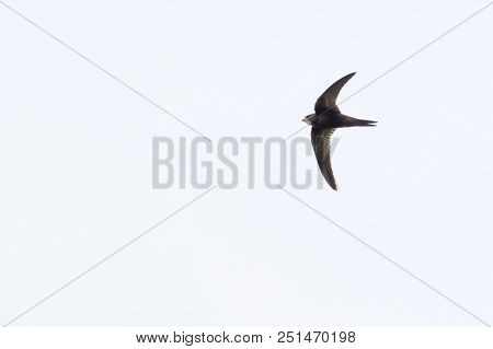 Common Swift (apus Apus)
