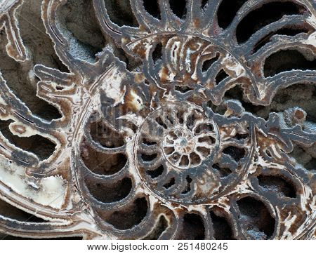 Inside View Of A Section Of An Ammonite Fossil