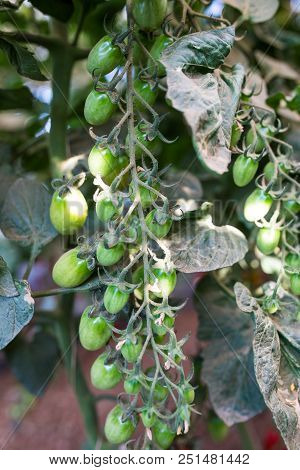 Red Cherry Tomato. Growing Cherry Tomatoes In The Pots And Put On A Steel Rack In The Green House