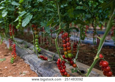 Red Cherry Tomato. Growing Cherry Tomatoes In The Pots And Put On A Steel Rack In The Green House