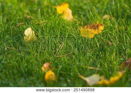 Fresh Green Grass With Dew Drops Close Up. Green Grass Background. Close Up Grass In Forest After Ra