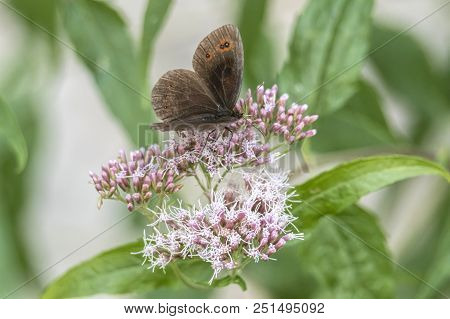 Erebia Aethiops Butterfly On Flower