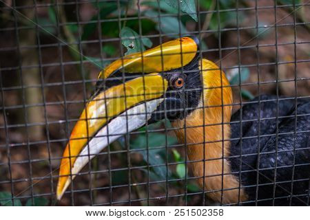 Portrait Of Great Hornbill