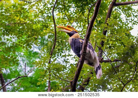 Great Hornbill In Rain Forrest