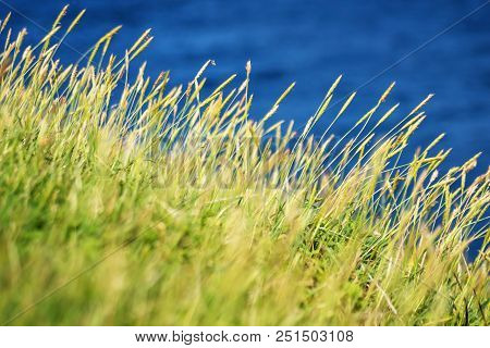 Closeup Of Grass Halms In Front Of Dark Blue Ocean In Sun, Jeju Island, South Korea