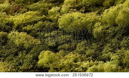 Green Moss On Summer Forest Texture Closeup