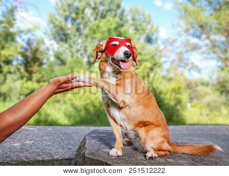cute beagle shaking or giving a high five with her tongue out panting on a hot day