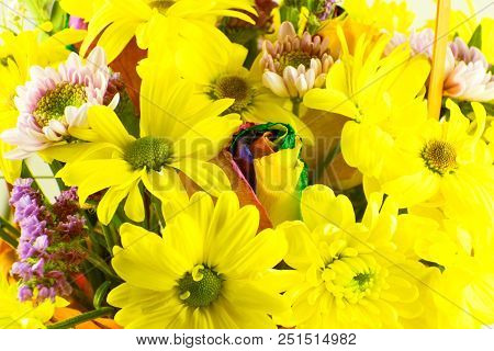 Beautiful Bouquet Of Yellow Chrysanthemums Flowers Close-up.