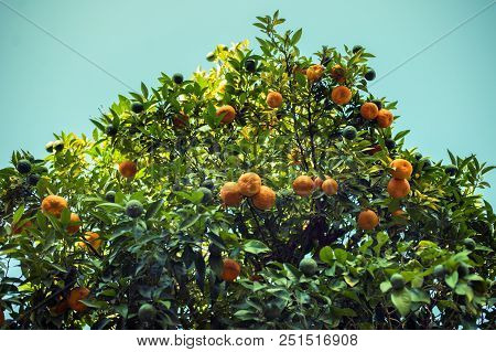 Tree Full Of Oranges In Summer In Albania